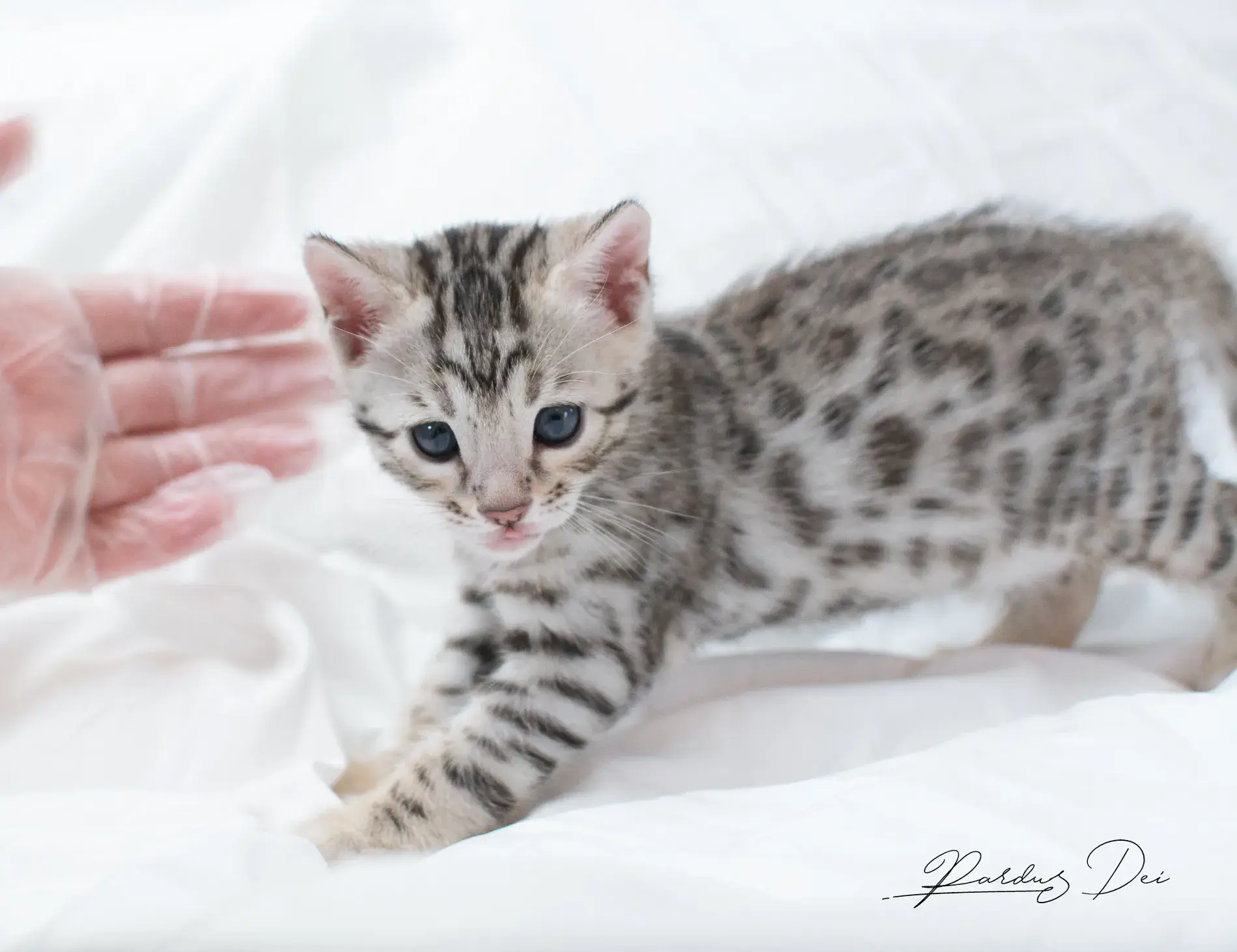 chaton bengal